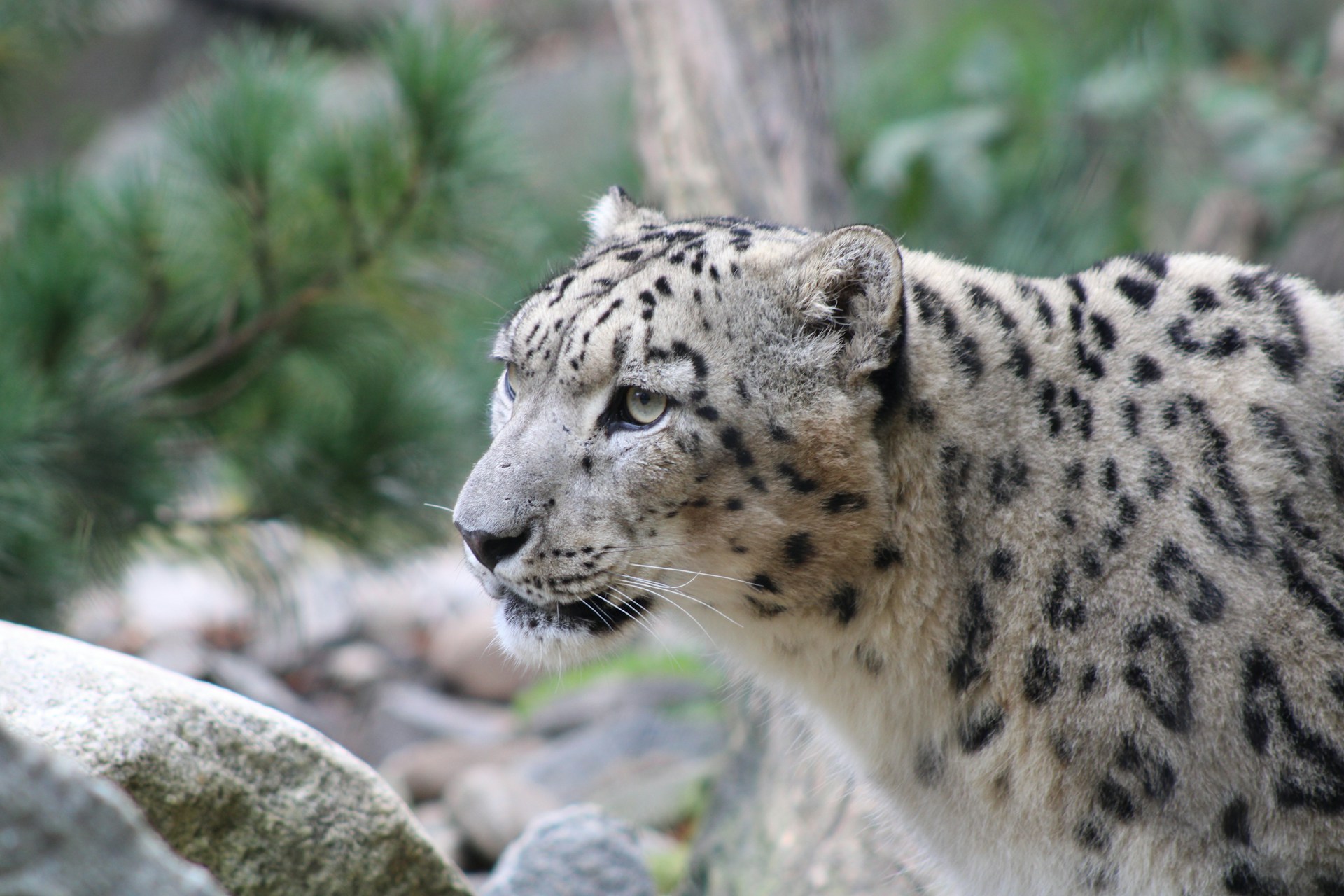 Snow Leopard Expedition